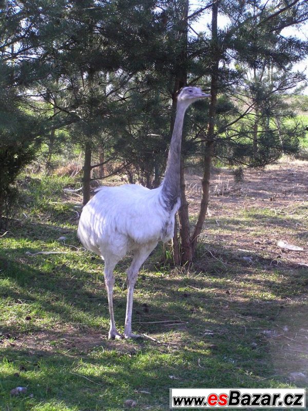 Nandu pampový (Rhea americana) bílý