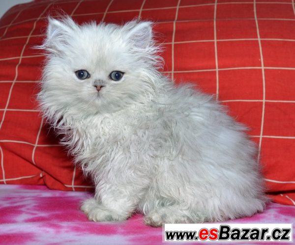 Perské koťátko s PP, stříbrná činč.