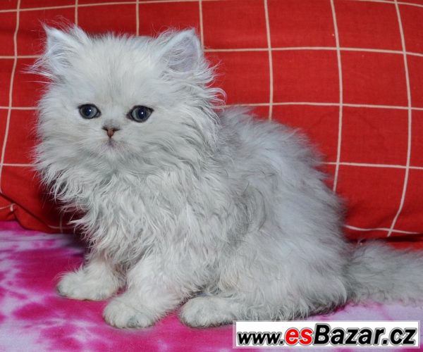 Perské koťátko s PP, stříbrná činč.