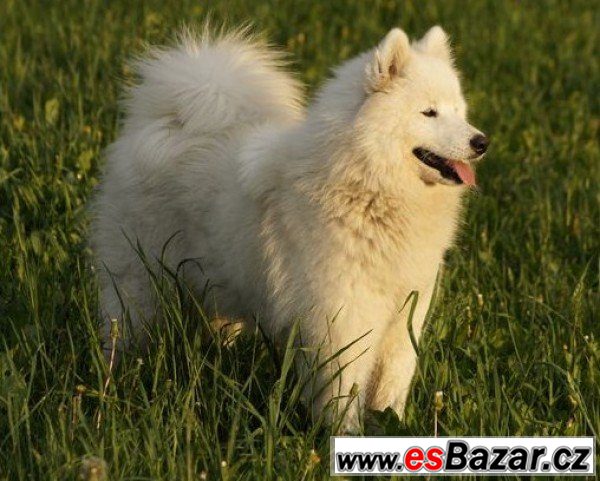 SNĚŽENKA - Samojed - fena