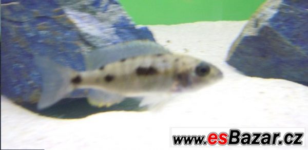 Malawi - Scallare - Corydoras