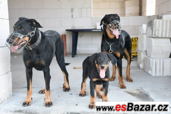 Pejsek beaucerona s PP