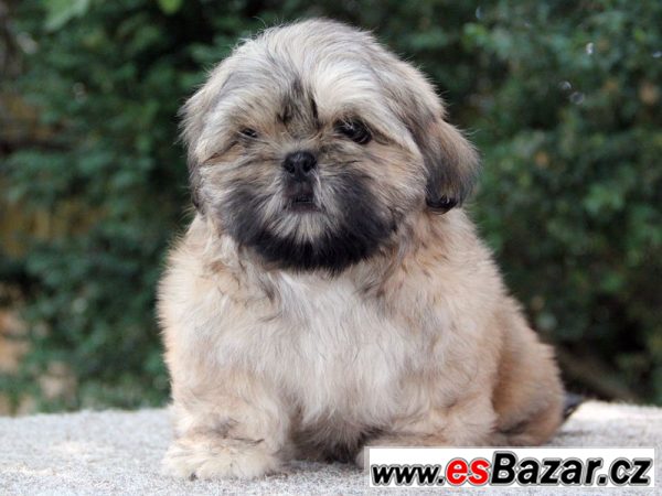 Shih-tzu - štěňátka s PP Shih-tzu - štěňátka s PP