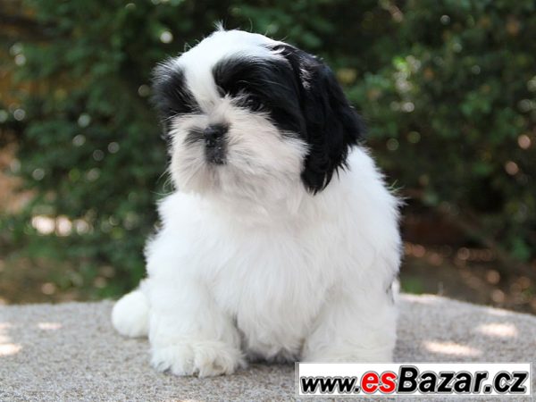 Shih-tzu - štěňátka s PP Shih-tzu - štěňátka s PP