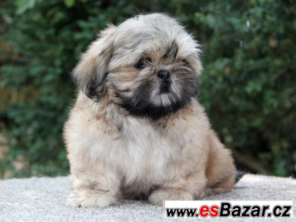 Shih-tzu - štěňátka s PP Shih-tzu - štěňátka s PP