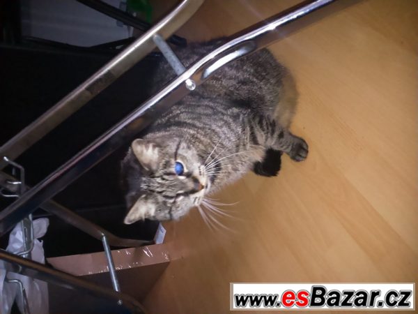 Nabízím kočku a slepého kocourka Nabízím kočku a slepého kocourka