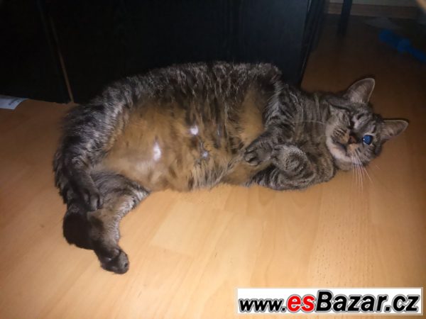 Nabízím kočku a slepého kocourka Nabízím kočku a slepého kocourka