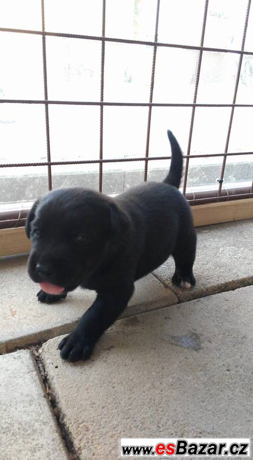  štěňátka labradorského retrívra