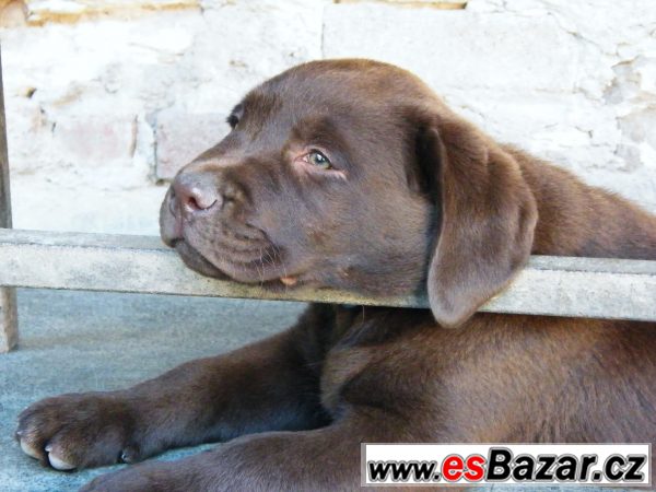 Pejsek hnědý LABRADOR RETRIEVER