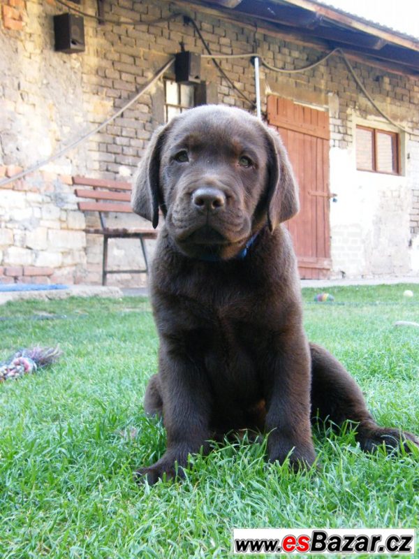 Pejsek hnědý LABRADOR RETRIEVER