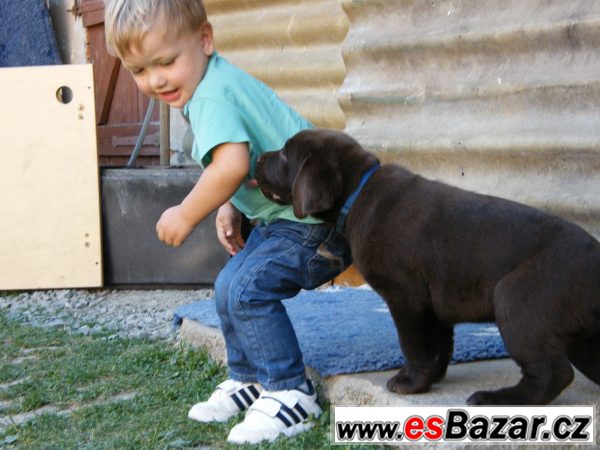 Pejsek hnědý LABRADOR RETRIEVER