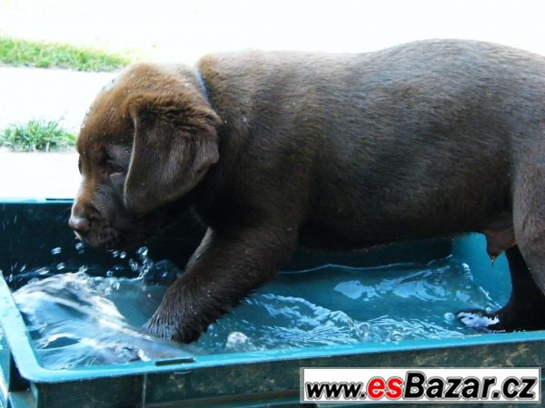 Pejsek hnědý LABRADOR RETRIEVER