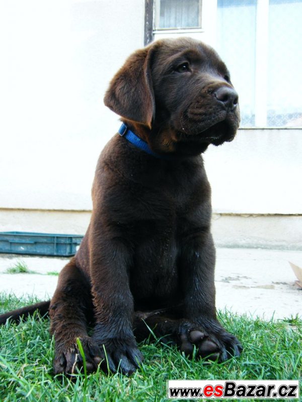 Pejsek hnědý LABRADOR RETRIEVER