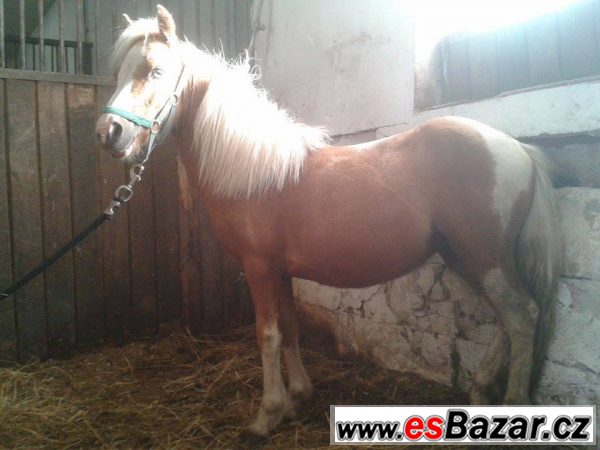 Welsh pony typu A