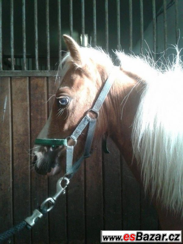 Welsh pony typu A