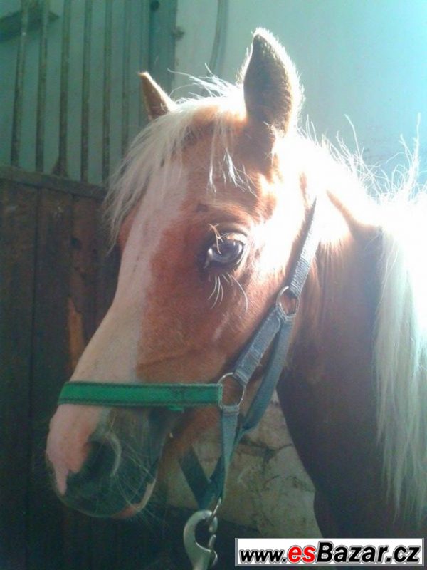 Welsh pony typu A