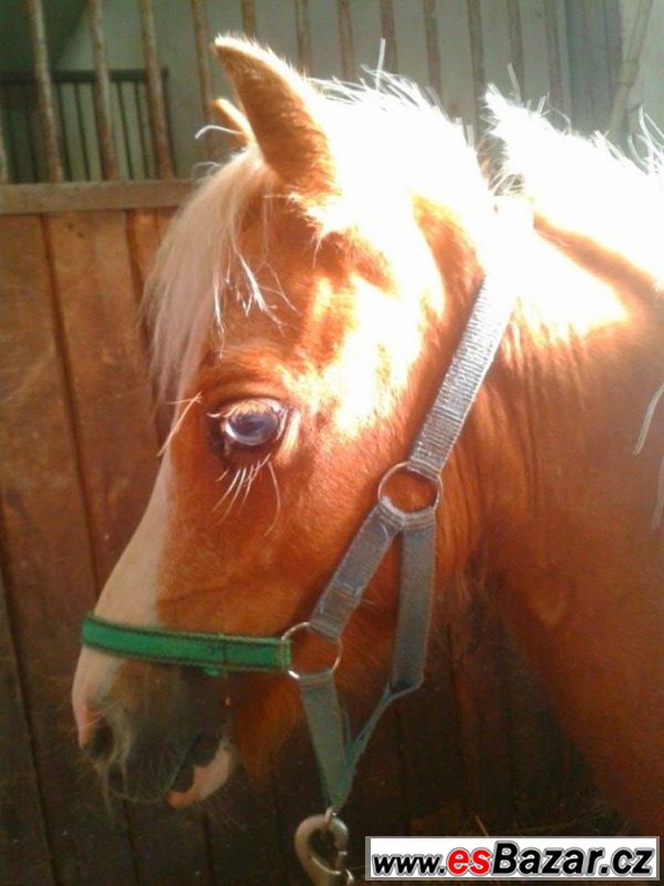 Welsh pony typu A
