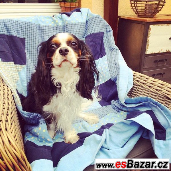 Nabízím KingCharlesSpaniel - krytí