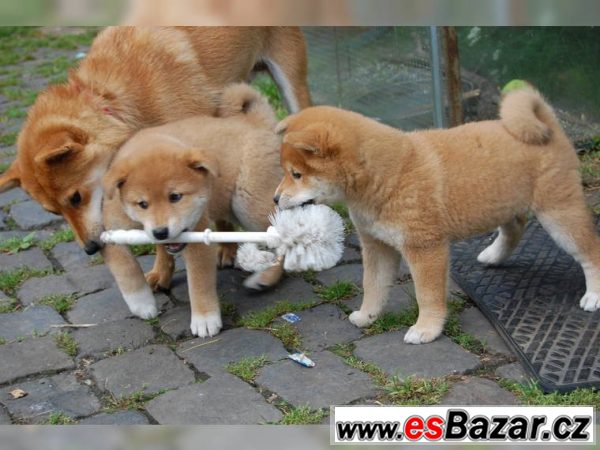 Shiba Inu  - 5 psíky - odber IHNEĎ