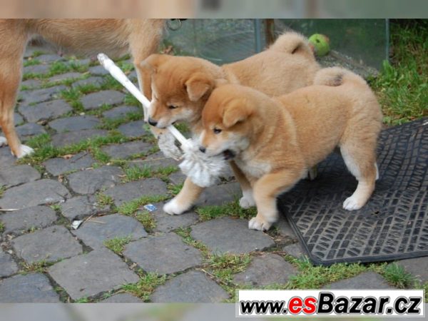 Shiba Inu  - 5 psíky - odber IHNEĎ