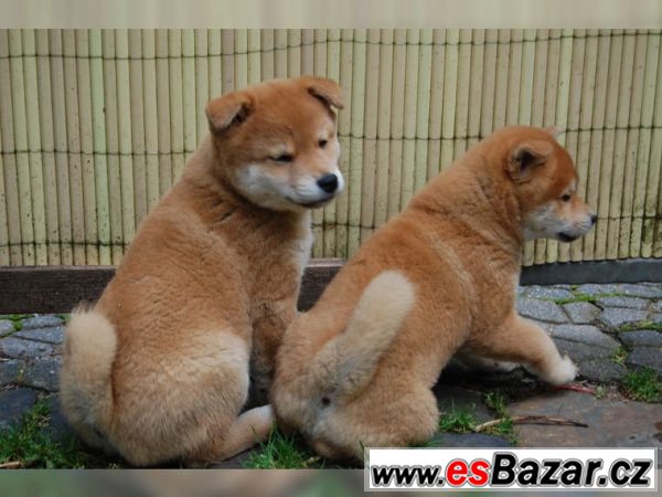 Shiba Inu  - 5 psíky - odber IHNEĎ