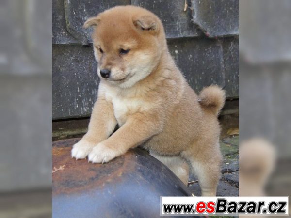 Prodám štěňátka Shiba Inu s PP