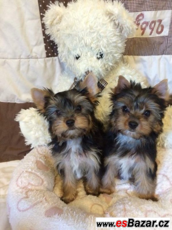 Yorkshire terrier carrier