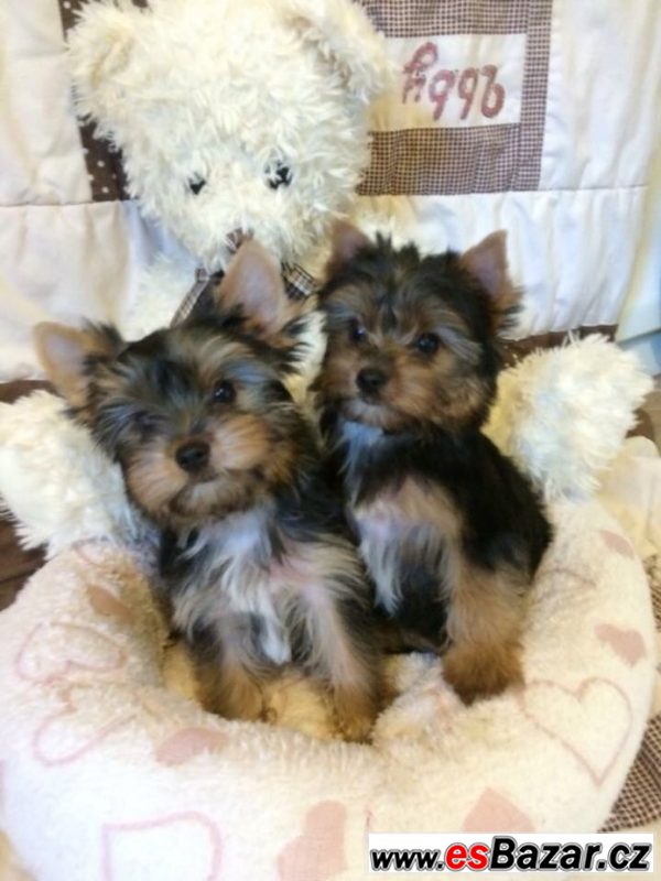 Yorkshire terrier carrier