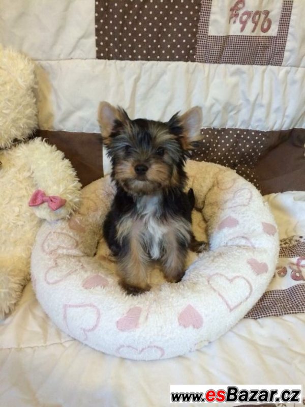 Yorkshire terrier carrier