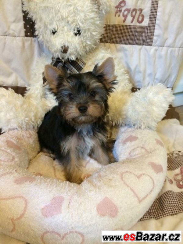 Yorkshire terrier carrier