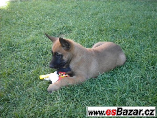 Malinois