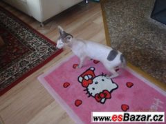Sphynx kocour s PP na krytí