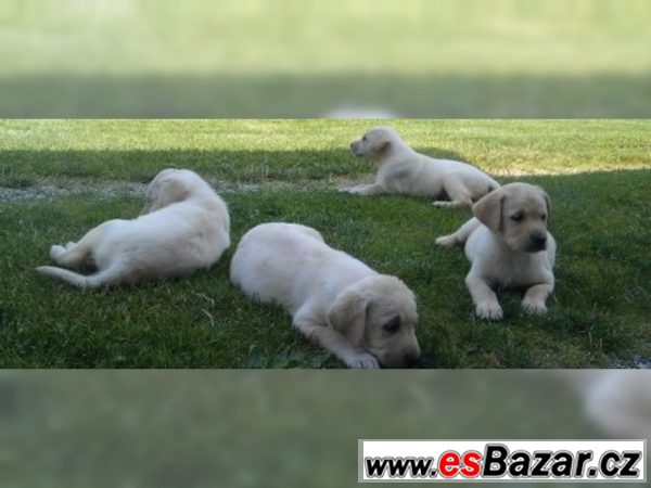 Labrador retriever štene s PP