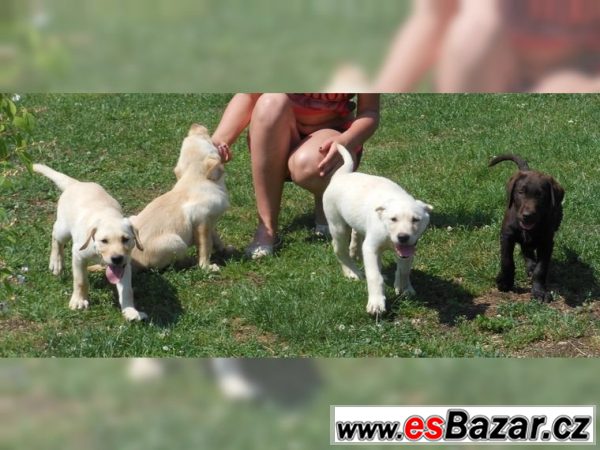 Labrador retriever štene s PP