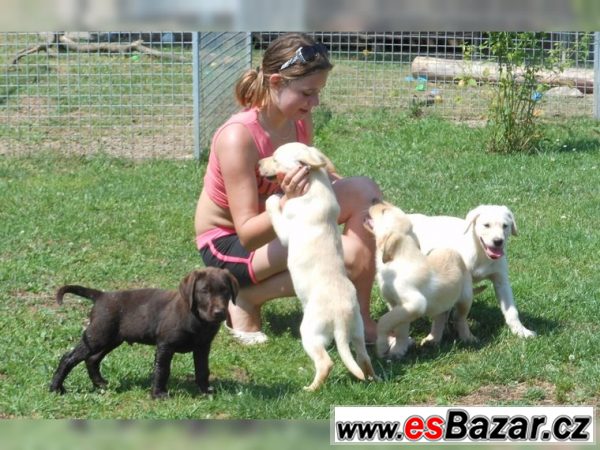 Labrador retriever štene s PP