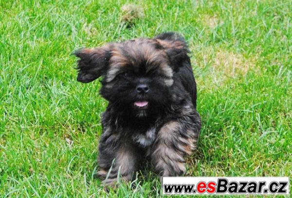 Lhasa apso štěňata