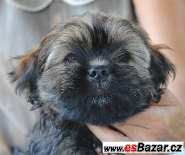 Lhasa apso štěňata