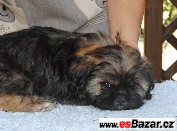 Lhasa apso štěňata