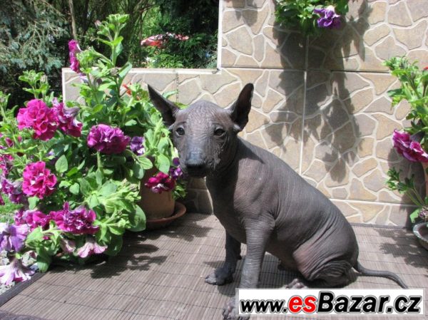 Xoloitzquintle -mexický naháč s PP