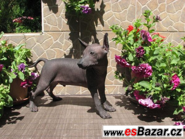 Xoloitzquintle -mexický naháč s PP