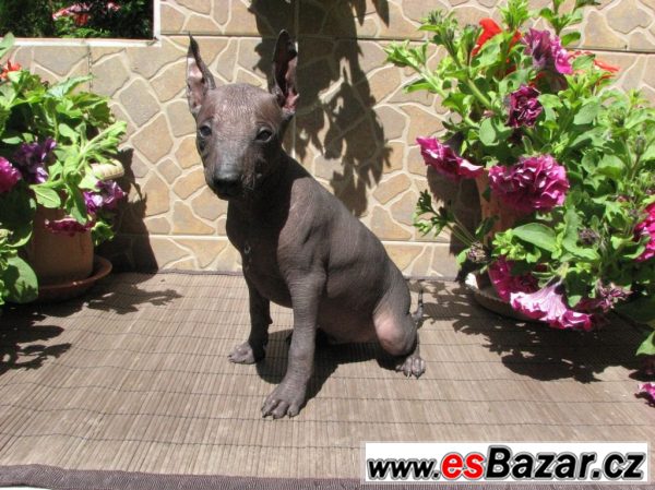 Xoloitzquintle -mexický naháč s PP