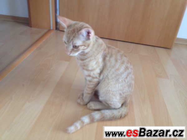 Nabízím zrzavého kocourka zdarma Nabízím zrzavého kocourka zdarma