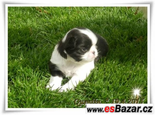 Miminka plemene japan chin Miminka plemene japan chin