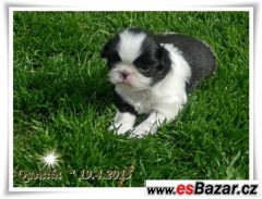 Miminka plemene japan chin