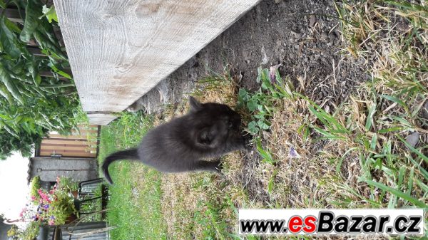 Nabízím krásnou kočičku Nabízím krásnou kočičku