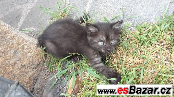Nabízím krásnou kočičku Nabízím krásnou kočičku