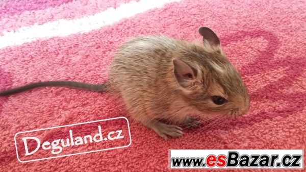 Strakatý osmák degu z Deguland Strakatý osmák degu z Deguland