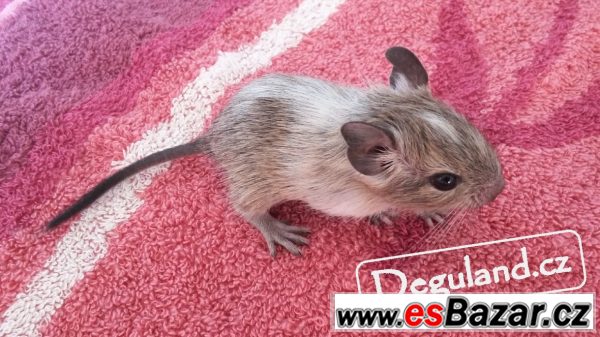 Strakatý osmák degu z Deguland Strakatý osmák degu z Deguland