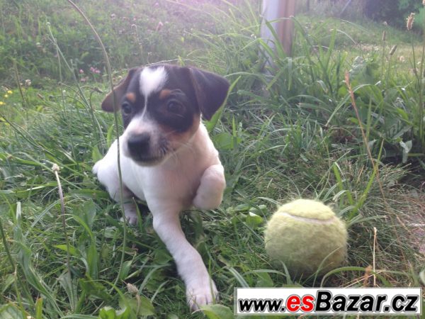 Prodám štěně Jacka Russell teriéra