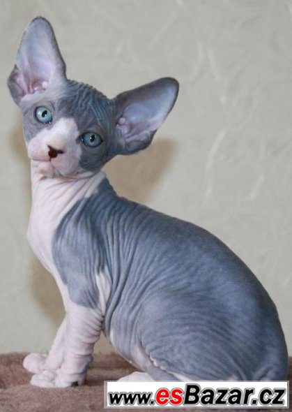 sphynx-kocicka